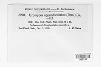 Uromyces appendiculatus image